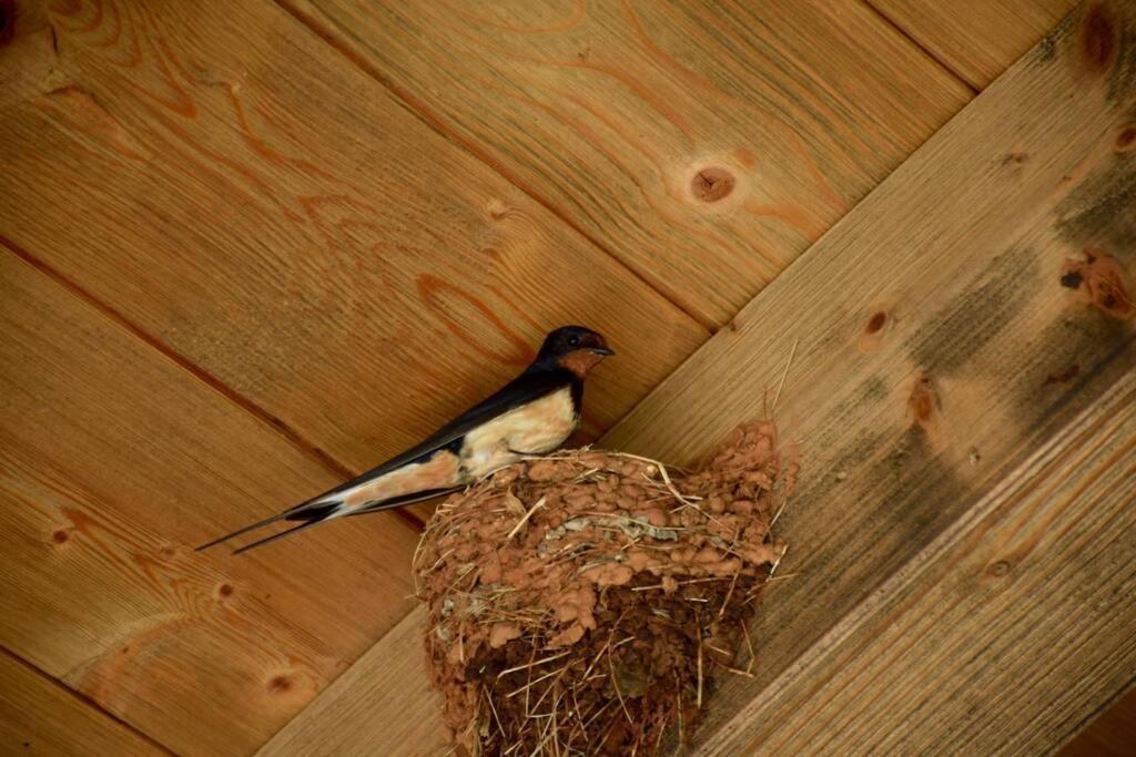 Villa Birds House *